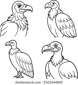 Bundle vulture line art and illustrator 
