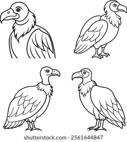 Bundle vulture line art and illustrator 