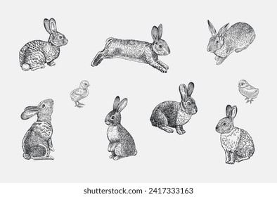 Bunnies set. Vector vintage classic illustration. Black and white