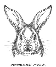 Bunny drawing. Vintage hand drawn rabbit face, vector sketch or engraving hare illustration