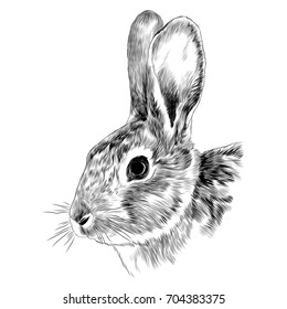 Bunny Head Sketch Vector Graphics Monochrome Black-and-white Drawing