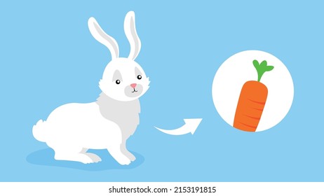 Bunny loves to eat carrots