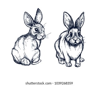 Cute Rabbit Illustration Hand Drawn Style Stock Vector (Royalty Free ...