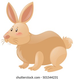 Bunny rabbit on white