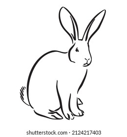 Bunny rabbit pet vector illustration. Hand drawn hare. Animal outline image isolated on white background.