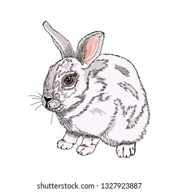 A bunny rabbit vector illustration of a cute animal, that is a symbol of Easter and spring. Hand drawn sketch ink isolated on a white background.