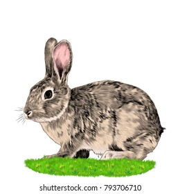 89,871 Rabbit drawing color Images, Stock Photos & Vectors | Shutterstock