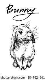 Bunny. Vector hand drawn graphic illustration.