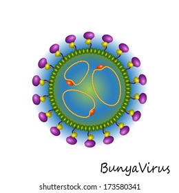 Bunya Virus particle structure