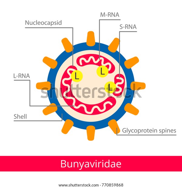 Vector de stock (libre de regalías) sobre Bunyaviridae ...