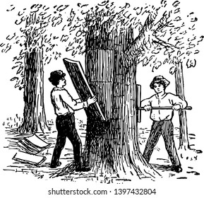 A buoyant light brown substance obtained from the outer layer of the bark of the cork oak vintage line drawing or engraving illustration.