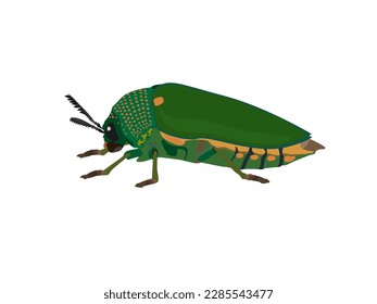 Buprestidae on a white background.