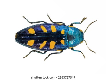 Buprestis octoguttata. Beetle on a white background. Exotic Bug vector illustration. Entomology picture. Insect hand drawn. Watercolor style art. Picture for logo, design and greeting card.