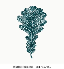 Bur oak (Quercus macrocarpa) green leaf, doodle drawing, vintage style
