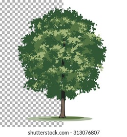 Bur oak tree. Isolated vector illustration of tree on transparent background.