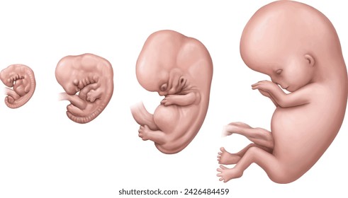 burakbl, biology, Five- to eight-week-old human embryo