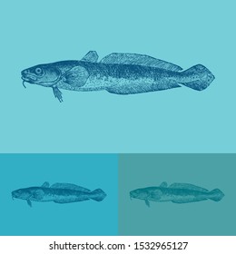 Burbot fish vector. Vintage illustration drawing. Applied in colored backgrounds.