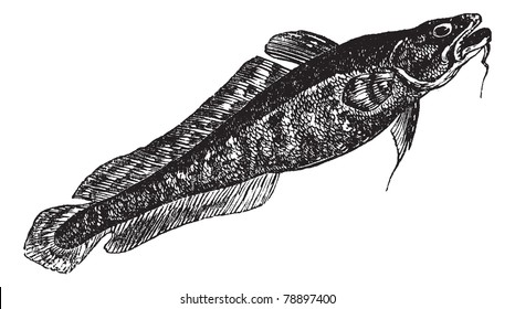 Burbot or Lota lota or Mariah, the lawyer, vintage engraving. Old engraved illustration of Burbot isolated on a white background.