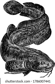 The burbot, the only freshwater member of the cod family, gadidae. It is most common in streams and lakes of North America and Europe above 40°N latitude, vintage line drawing or engraving.