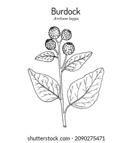 Burdock, Arctium lappa, or beggars buttons, medicinal plant. Hand drawn botanical vector illustration