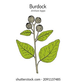 Burdock, Arctium lappa, oder Bettlertasten, Heilpflanze. handgezeichnete botanische Vektorgrafik