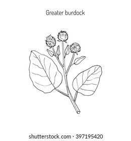 Burdock, Arctium lappa, commonly called greater burdock, gobo, edible burdock, lappa, beggar's buttons, thorny burr, or happy major. Hand drawn botanical vector illustration