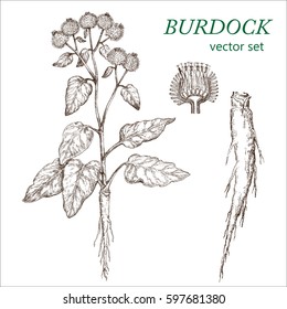 Burdock.  Botanical Illustration. Medicinal plants.  The drawing hands.