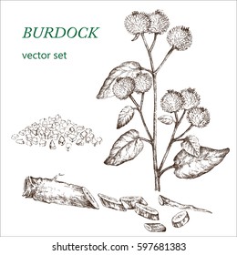 Burdock.  Botanical Illustration. Medicinal plants.  The drawing hands.