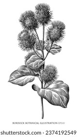 Burdock botanical vintage illustration black and white clip art