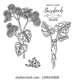 Burdock branch hand drawn. Medical plant. Vector illustration engraved.