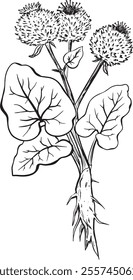 Burdock branch hand drawn. Medical plant. Vector illustration