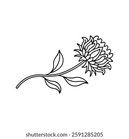 
Burdock flower Hand drawn line art flat vector illustration
