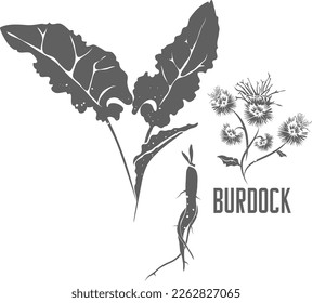 Burdock flower, leafs and root vector silhouette. Arctium lappa medicinal herbal outline. Great burdock button silhouette illustration for pharmaceuticals and cosmetology. Bardane, Beggar outlines.