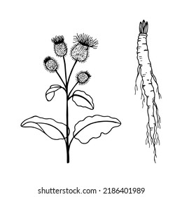 Burdock large, burdock. Vector stock illustration eps10. Outline, isolate on white background. Hand drawn.