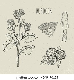 Burdock medical botanical isolated illustration. Plant, root, leaves, blossoming hand drawn set. Vintage sketch.