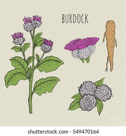 Burdock medical botanical isolated illustration. Plant, root, leaves, blossoming hand drawn set. Vintage sketch colorful.