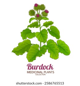 Burdock Plant with Flowers and Leaves Colored Illustration. Essential oil ingredient for cosmetics, spa, aromatherapy, health care, alternative medicine. Vector isolated for design or decoration.