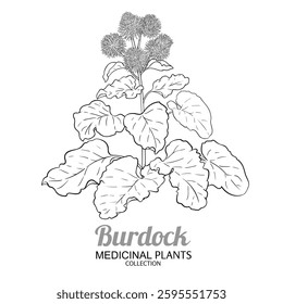 Burdock Plant with Flowers  Outline Illustration