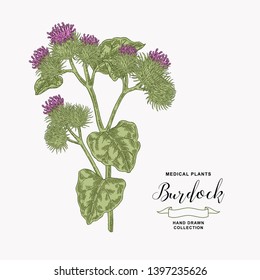 Burdock plant hand drawn. Medical and cosmetic herb. Vector illustration.