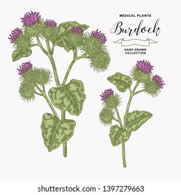 Burdock plant hand drawn. Medical and cosmetic herb. Vector illustration.