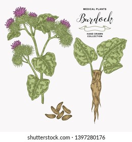 Burdock plant hand drawn. Medical and cosmetic herb. Vector illustration.