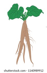 Burdock roots with leaves vector illustration on a white background