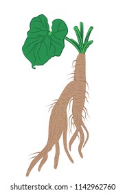 Burdock roots with leaves vector illustration on a white background