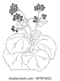 The burdock sketch. Graphic work. There is a variant in a vector.