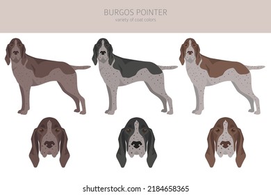 Burgos Pointer clipart. Different coat colors and poses set.  Vector illustration