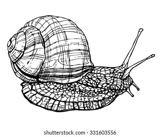 Burgundy Or Edible Snail Sketch. Ink Vector Drawing Of Crawling Snail With Shell And Horns