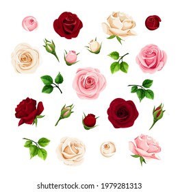 Burgundy, pink and white rose flowers and buds and green leaves. Set of floral design elements. Vector illustration.