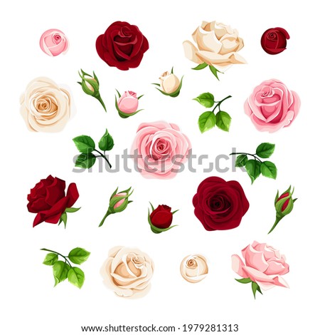 Burgundy, pink and white rose flowers and buds and green leaves. Set of floral design elements. Vector illustration.