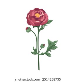 Burgundy ranunculus flower with buds Blooming buttercups Vector flat plants design elements for print, card, flyer, banner isolated white background