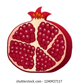 Burgundy red half of pomegranate isolated on white background. Vector illustration.